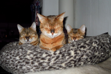 3 friends